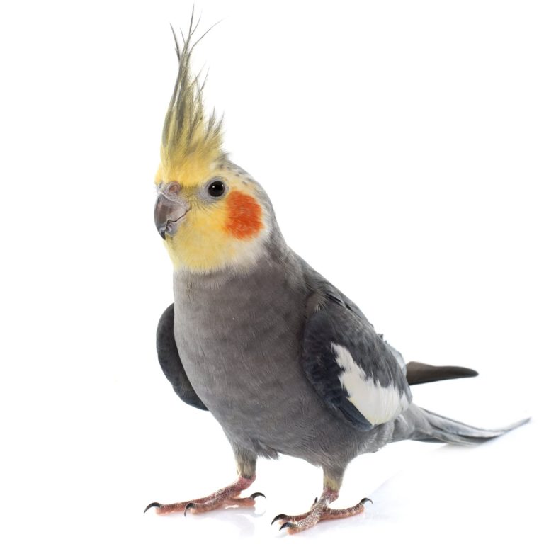 cockatiel-price_1758764943