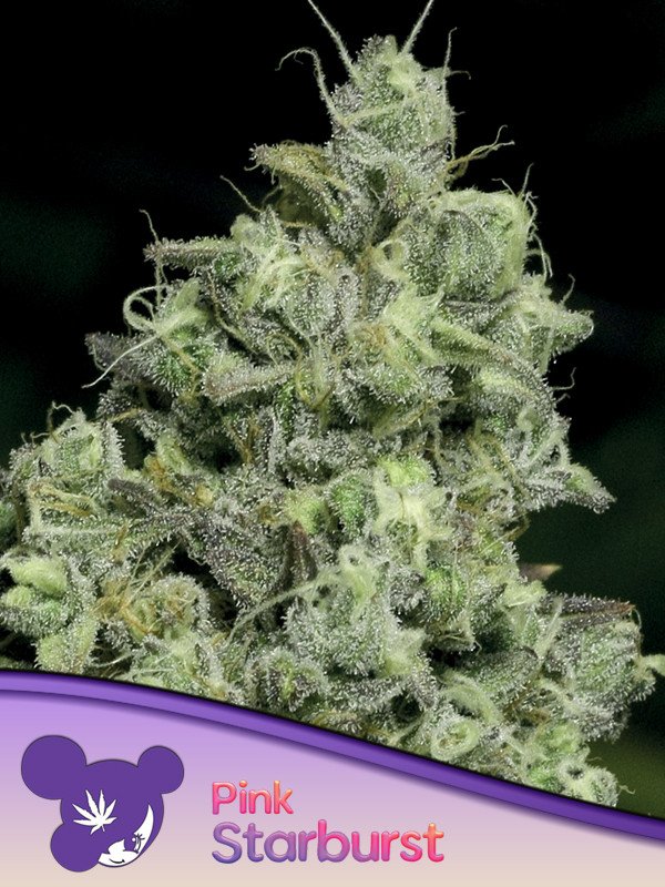 pink-starburst-strain_1758765392